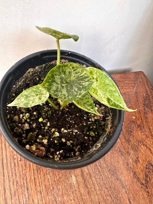 Alocasia Dragon Scale Mint Variegated - 2 growths