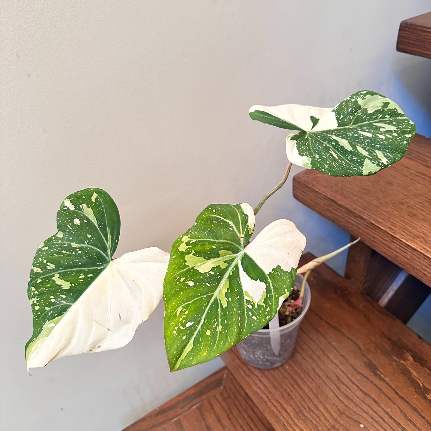 Philodendron Gloriosum Variegated 02