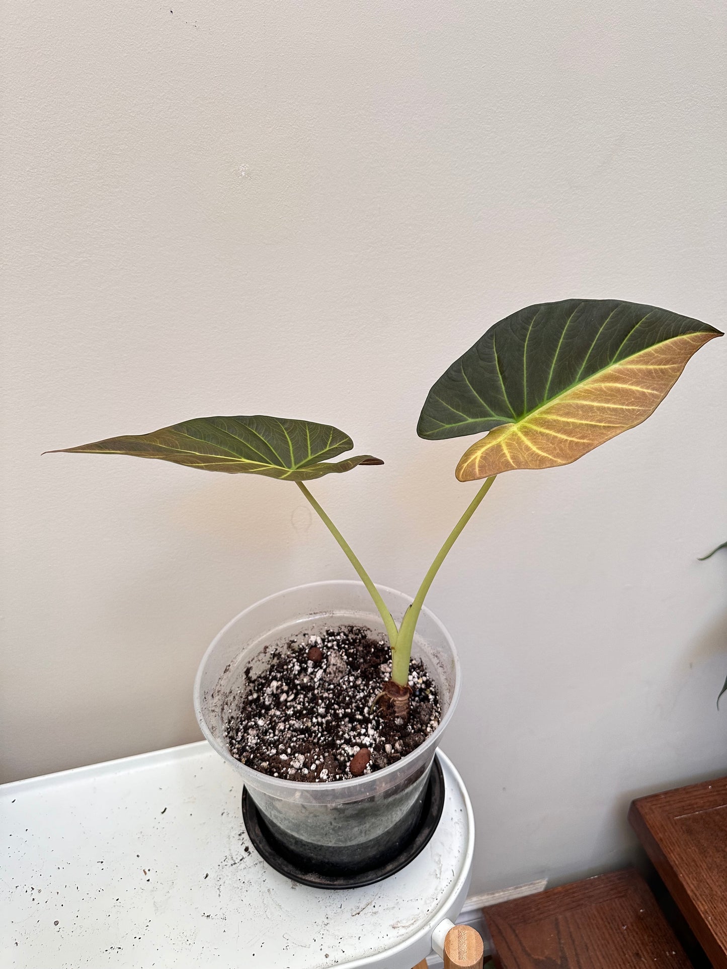 Thanksgiving Sales - Alocasia Regal Shields Aurea Variegated (Halfmoon) Size Large