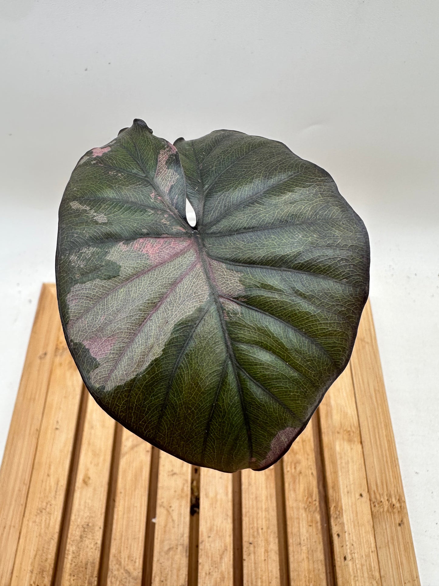 Alocasia Serendipity Pink Variegated