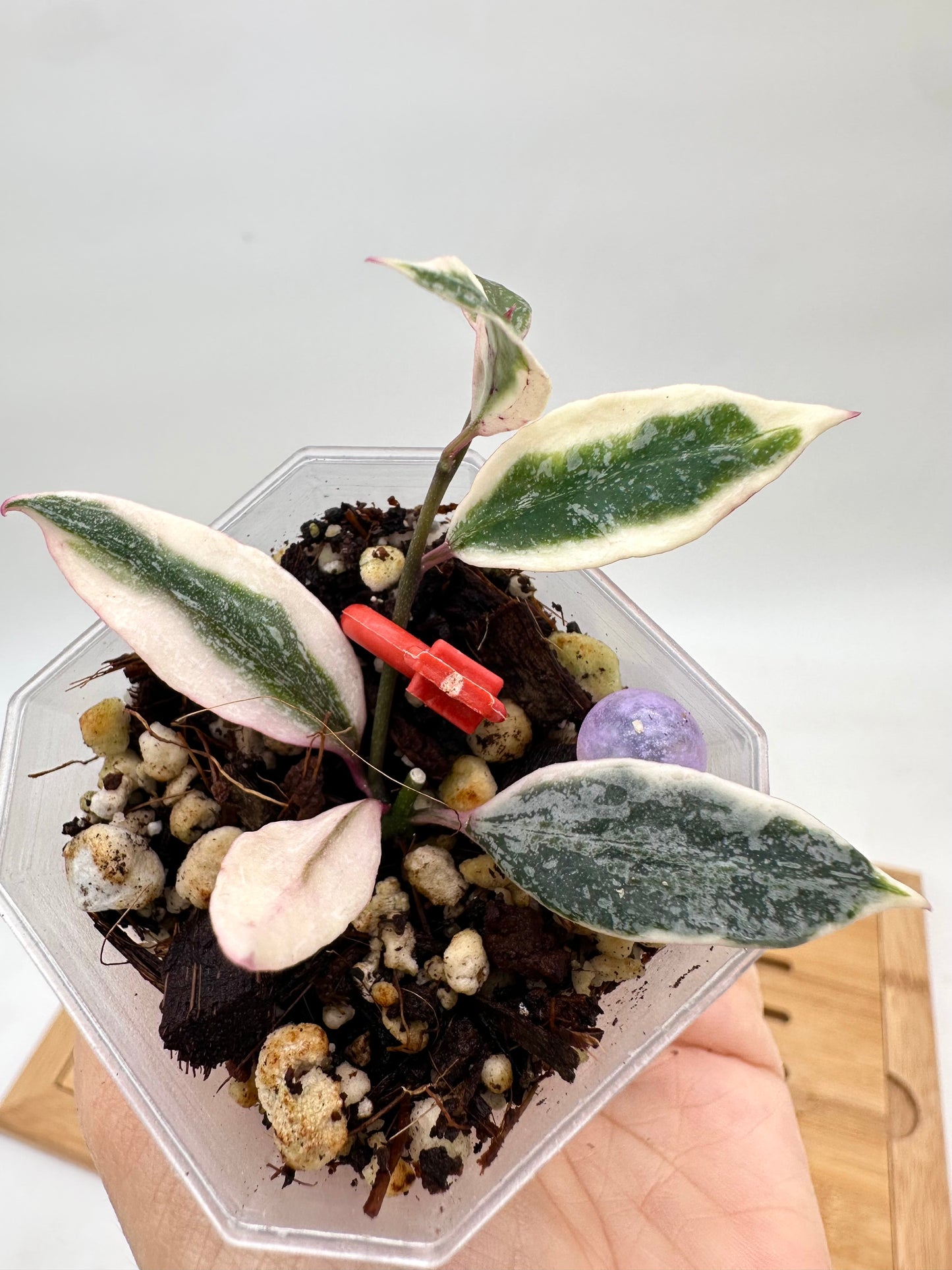 Hoya Lumina Princess