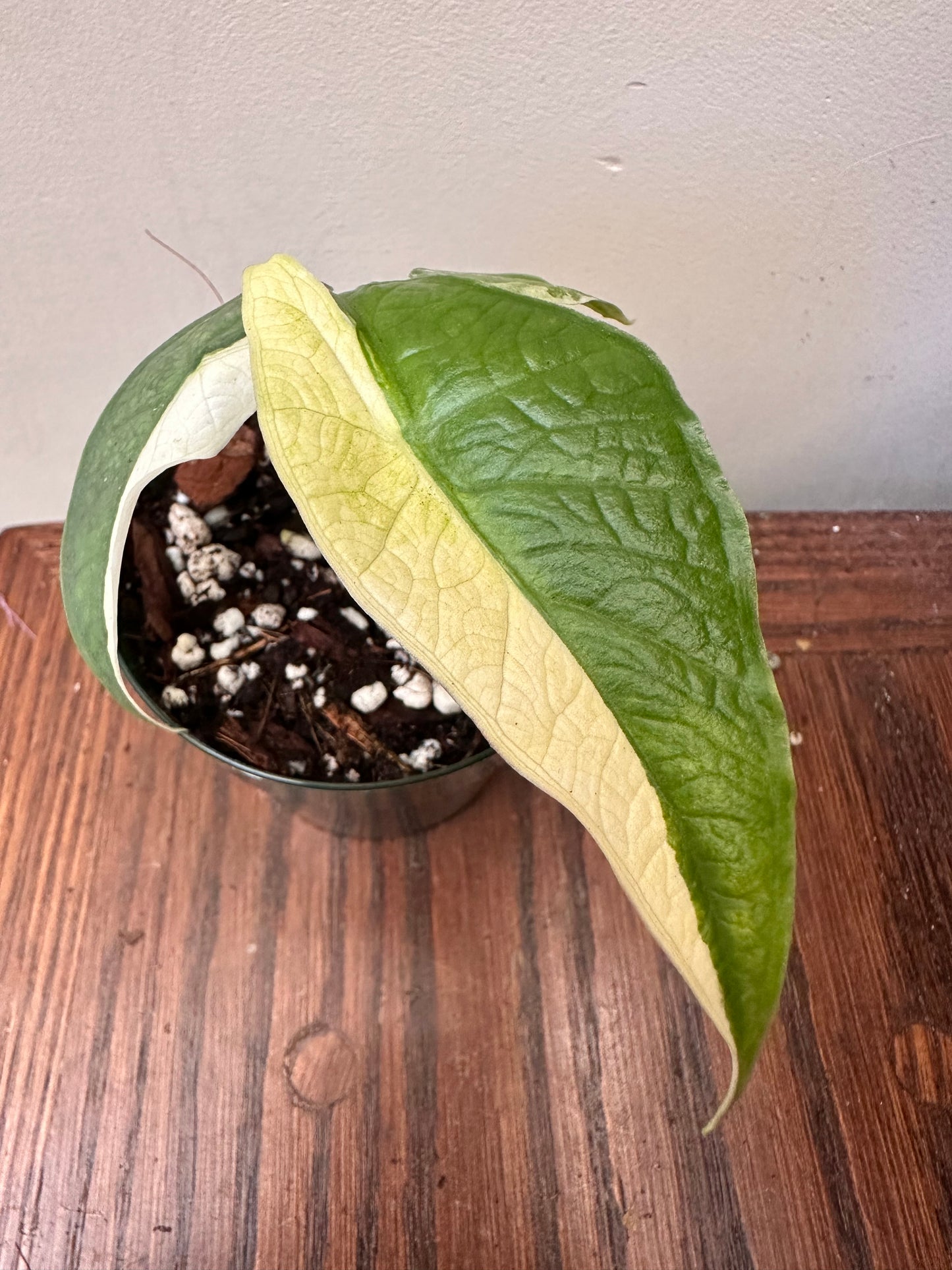 Alocasia Sulawesi Variegated