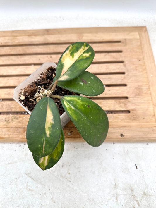 Hoya Diversifolia Maharini Variegated - Multiple growths - Thanksgiving Sale 💚