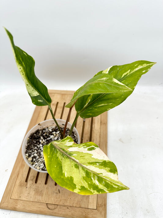 Anthurium Ressainness Variegated