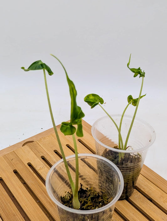 Alocasia Teletubbies