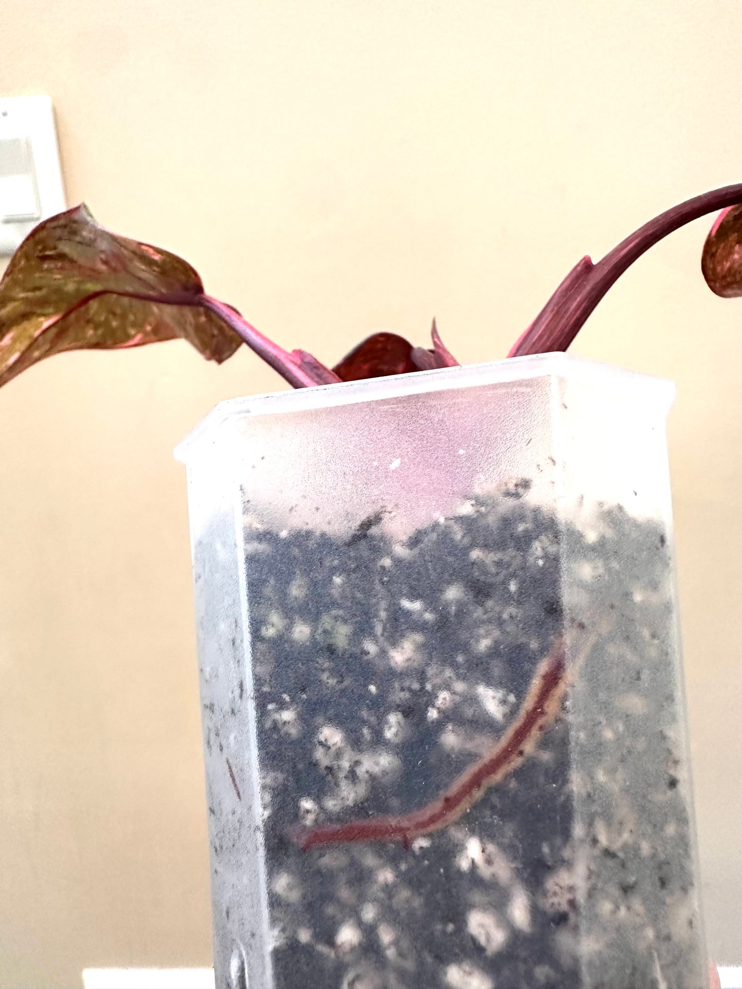 Philodendron Pink Princess Marble Galaxy From Thailand - August Sale