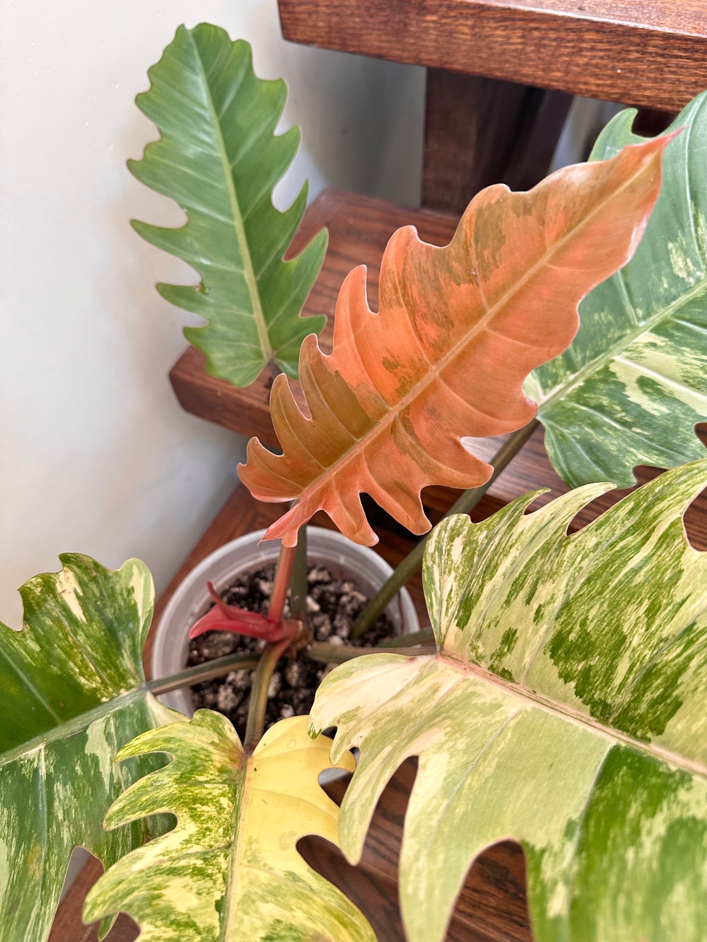Philodendron Caramel Marble Variegated