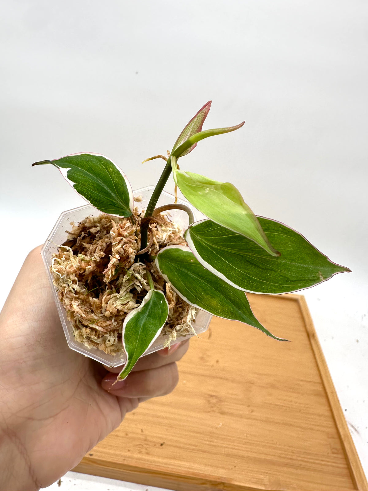 Philodendron Micans Halo Variegated
