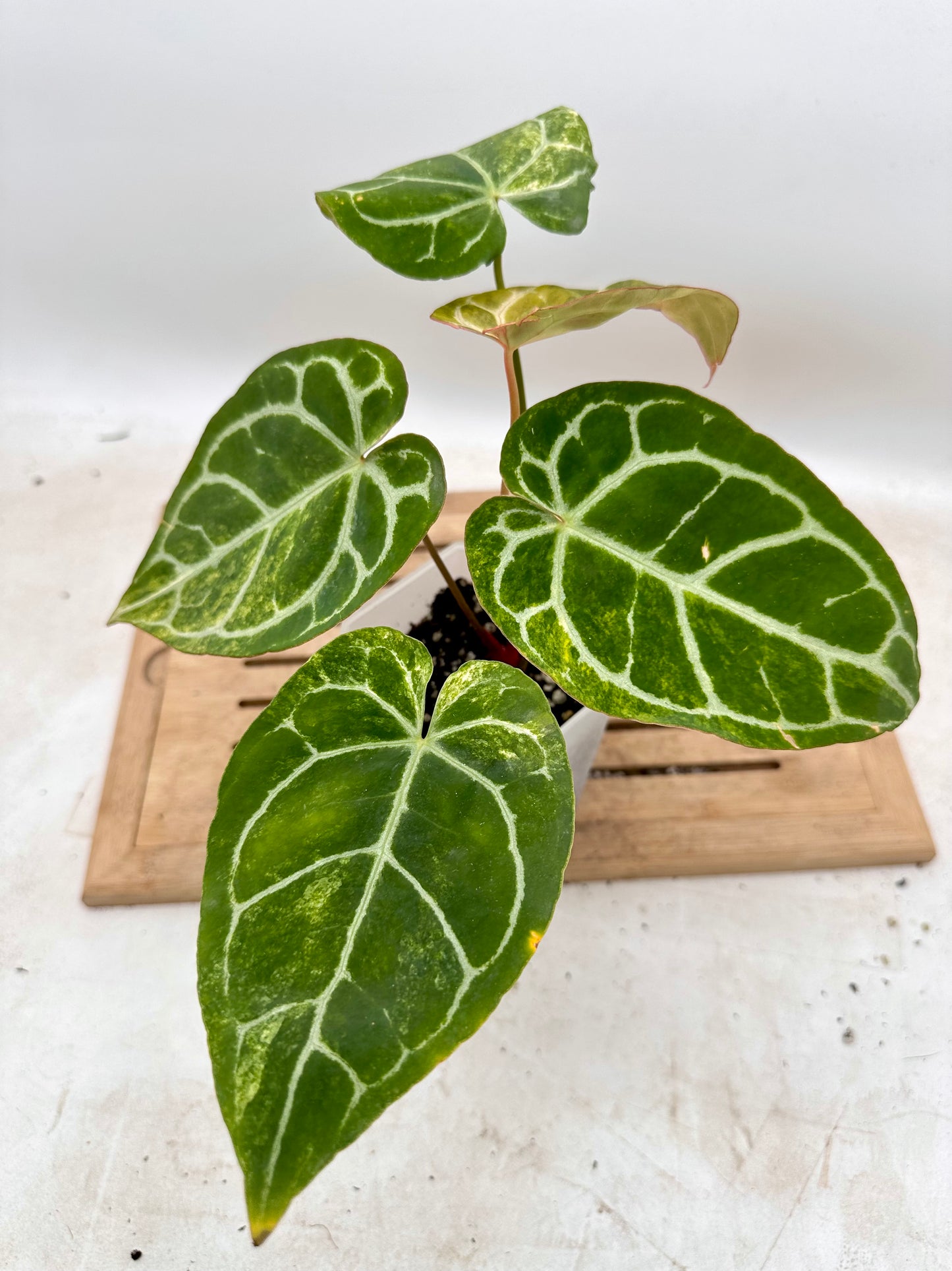 Anthurium Crystallinum Variegated - Multiple Growths