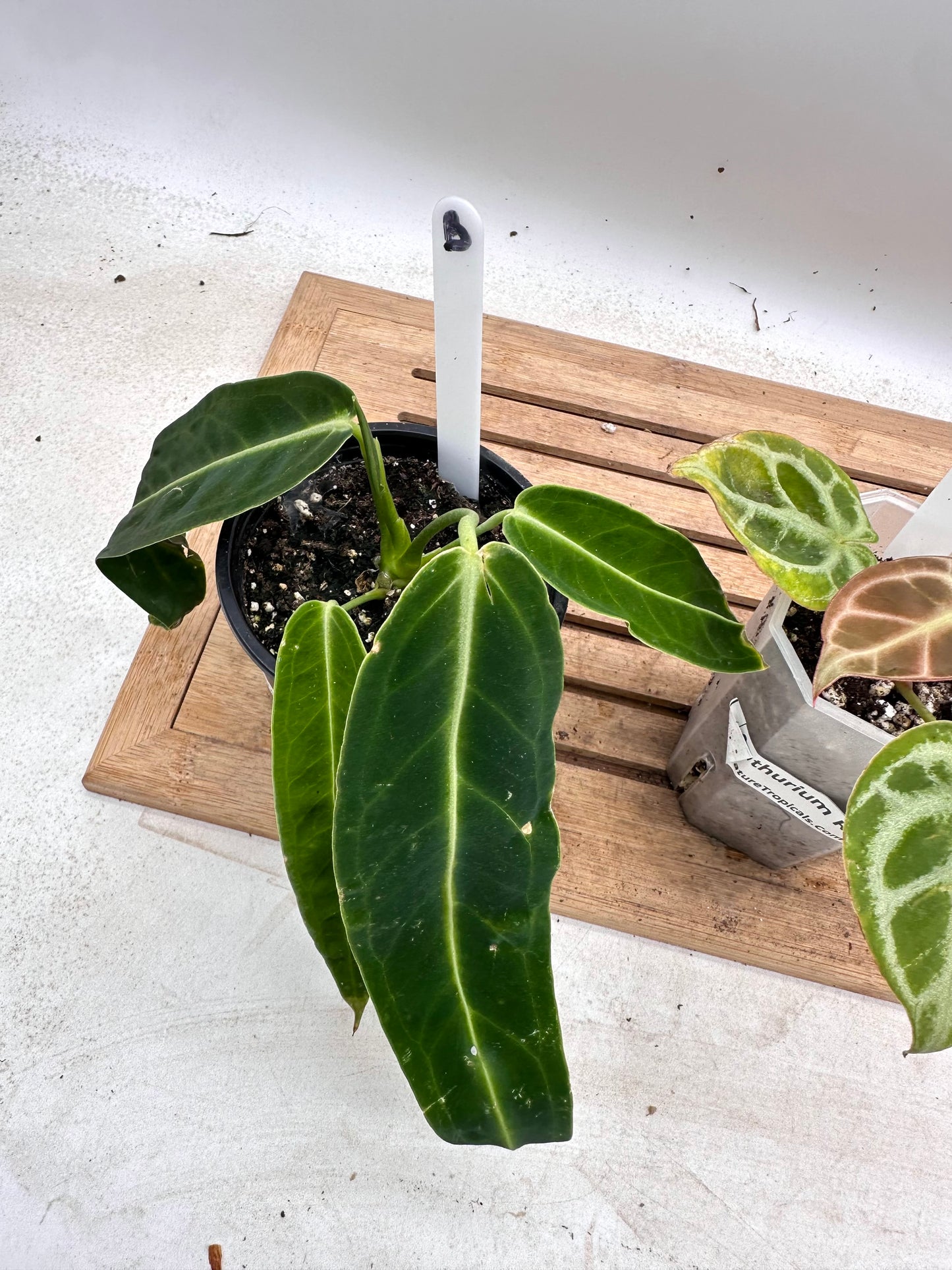 Combo Sale - Anthurium Warocquenum Queen & Anthurium Red Tiger