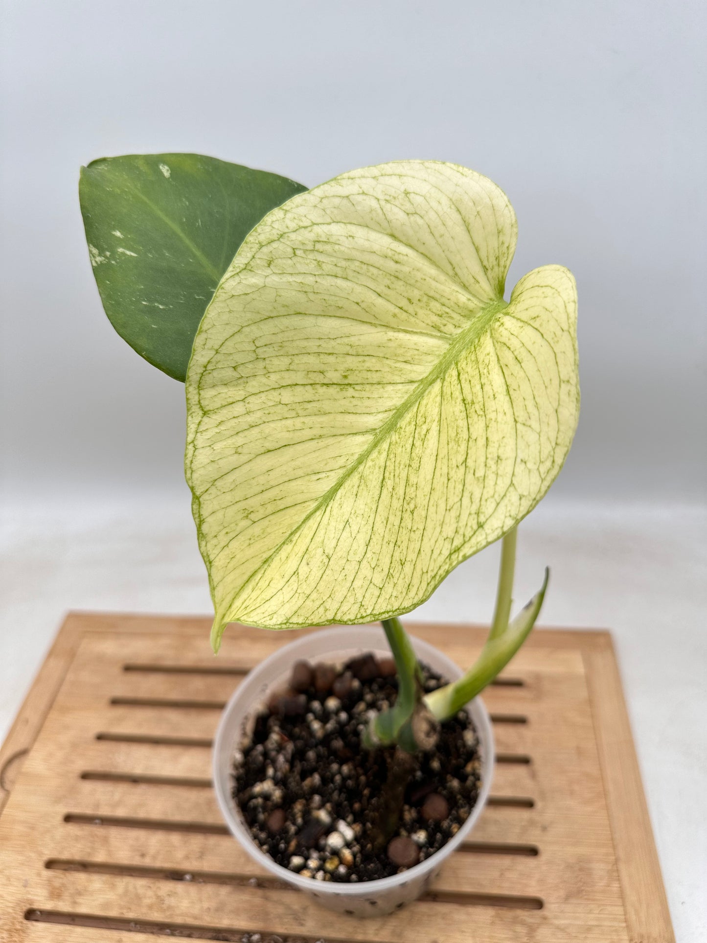 Monstera White Monster - August Sals