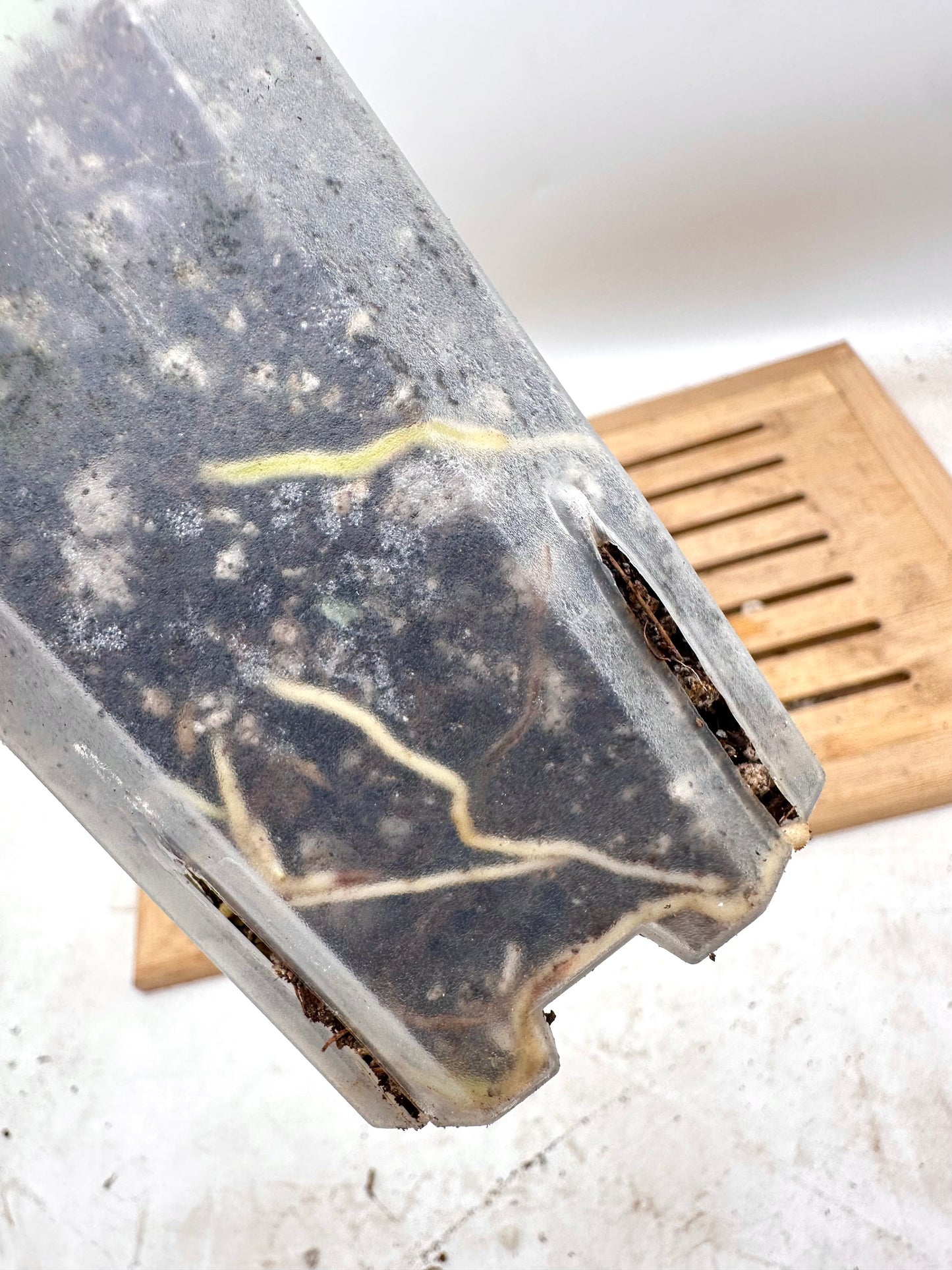 Scindapsus Treubii Variegated