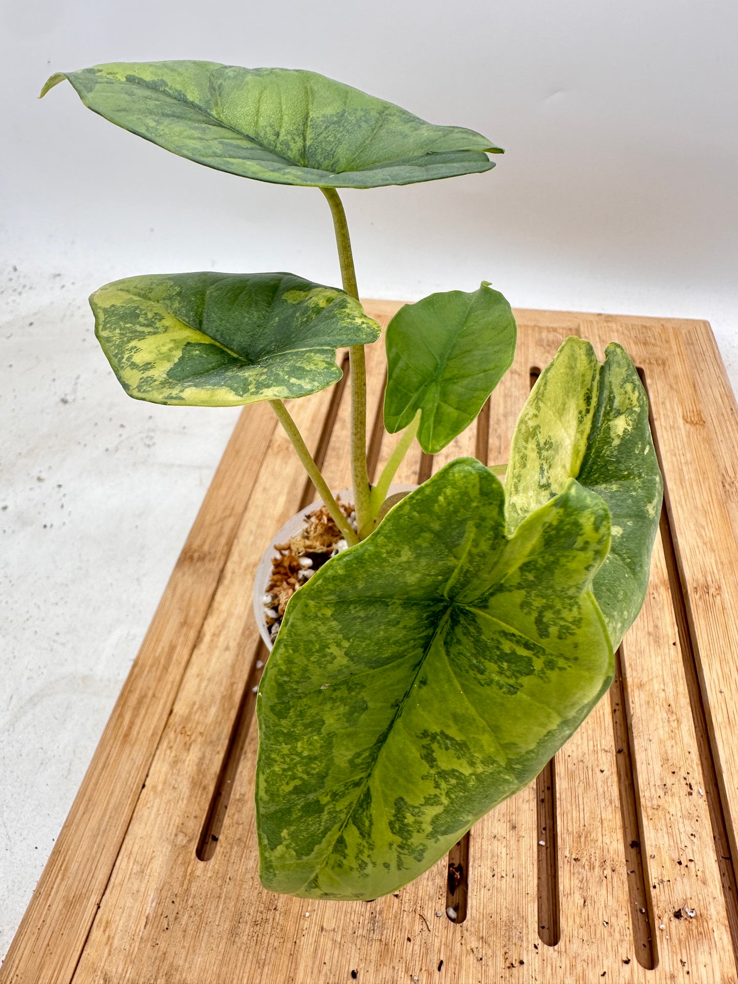 Alocasia Platinum Aurea Variegated 🦄