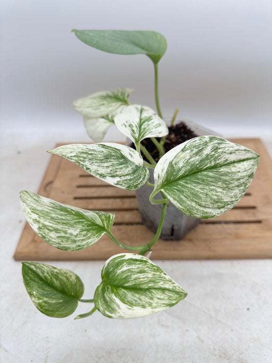 Scindapsus Treubii Moonlight White Mutation - Thanksgiving Sale 💚