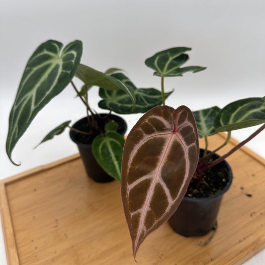 Anthurium Dorayaki x Red Crystallinum