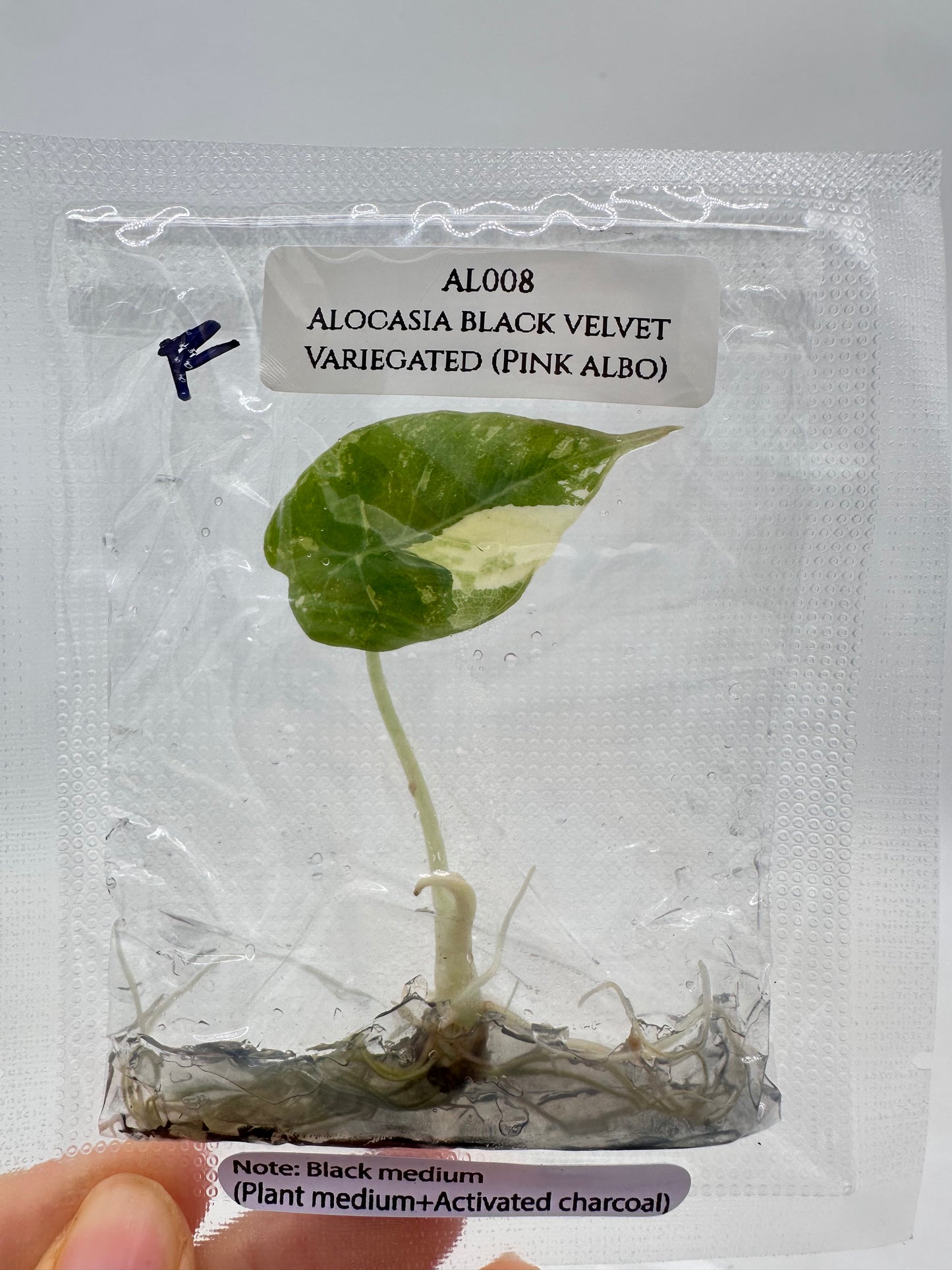 Tissue Culture - Alocasia Black Velvet Pink Albo Variegated
