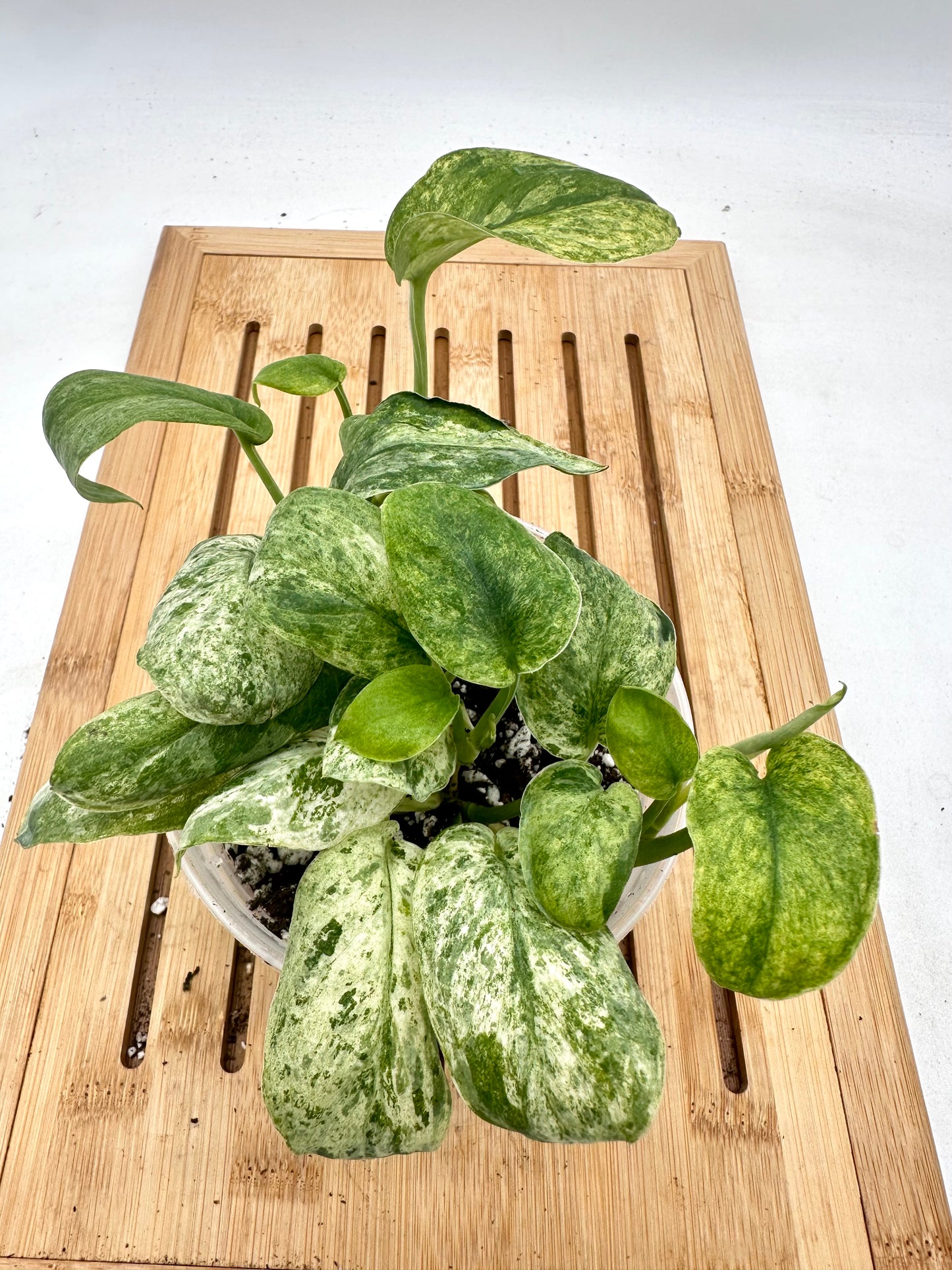 Thanksgiving Sales - 
Variegated Scindapsus Jade Satin Marble Queen - Multiple growths