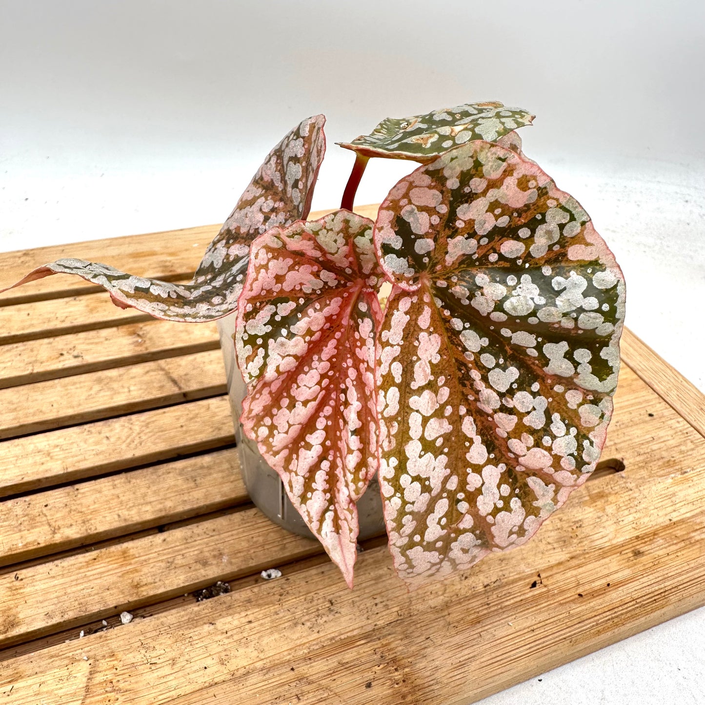 Begonia Snow Capped Variegated