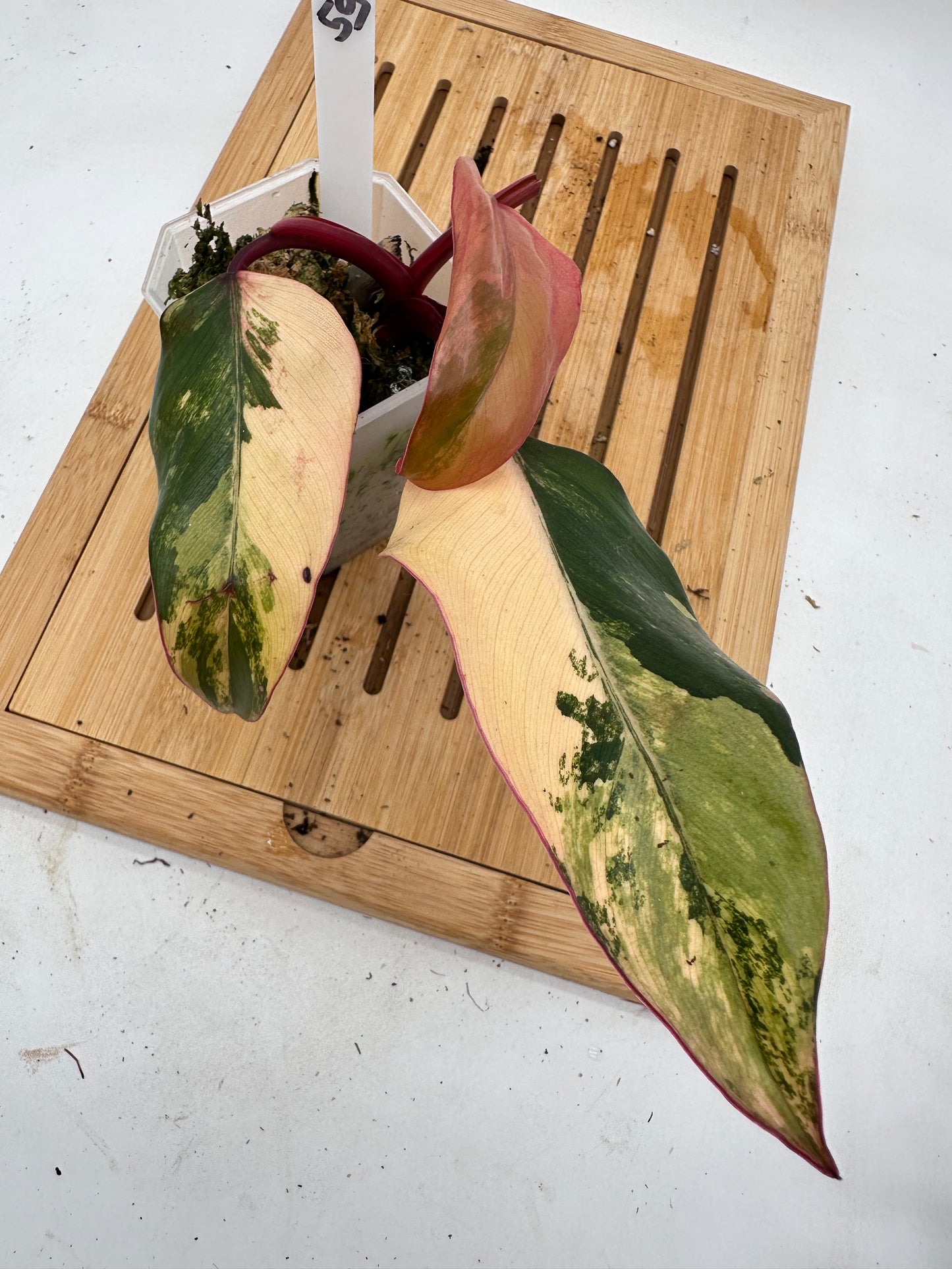 Philodendron Strawberry Shake