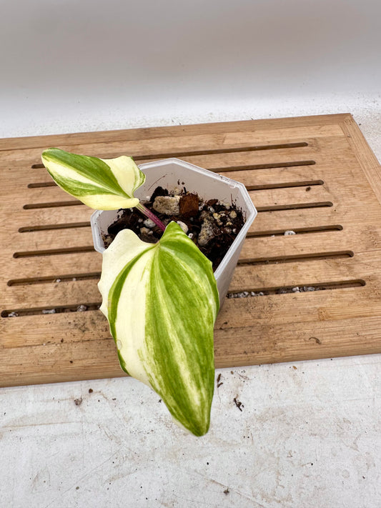 Variegated Drimiopsis Maculata
