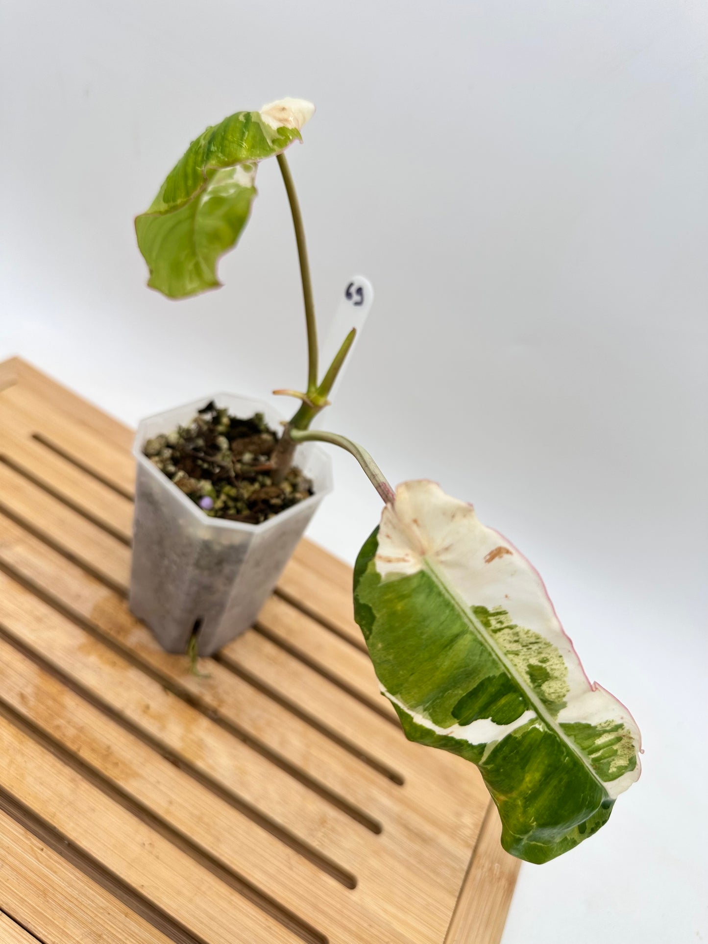 Philodendron Paraiso Verde Albo Variegated