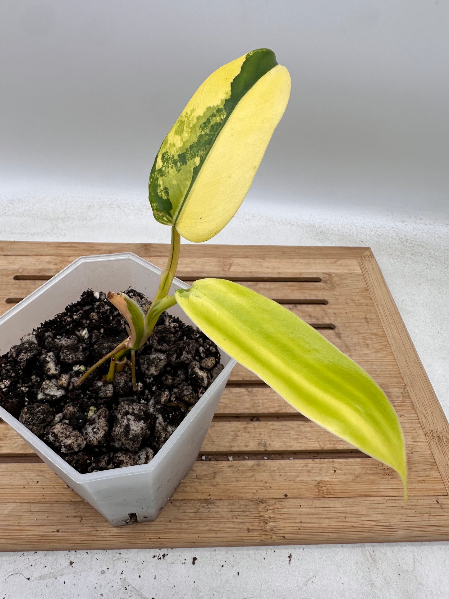 Philodendron Domesticum Variegated - August Sale