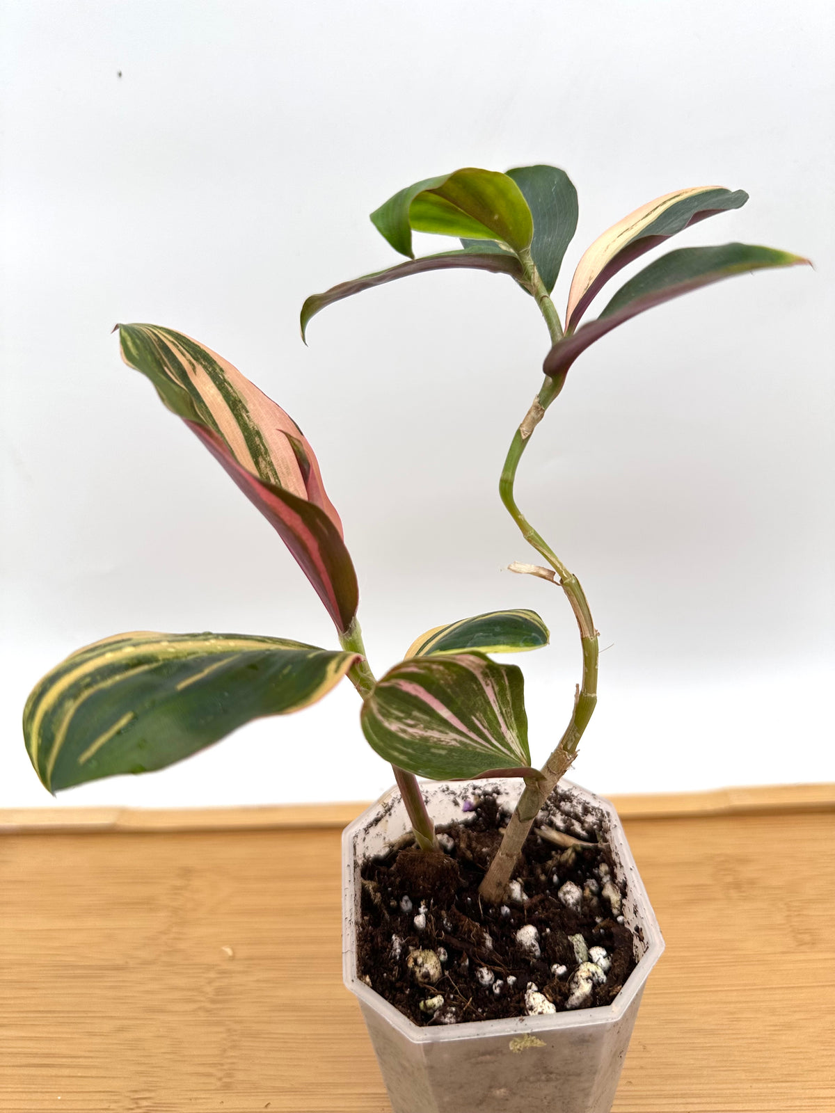 Costus Speciosus - Spiral Ginger Pink Variegated