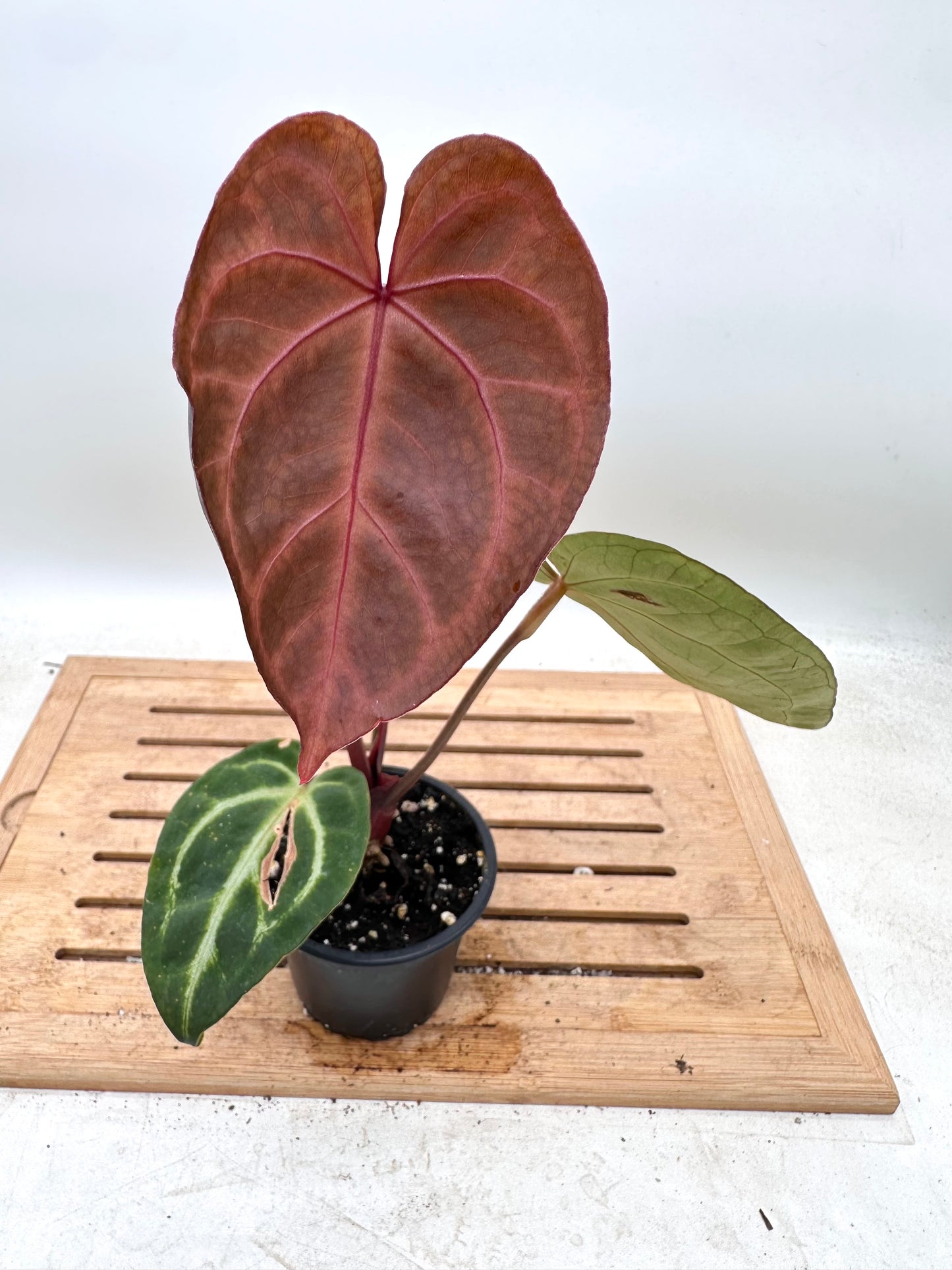 Anthurium Crystallinum Hybrid - Local Grown