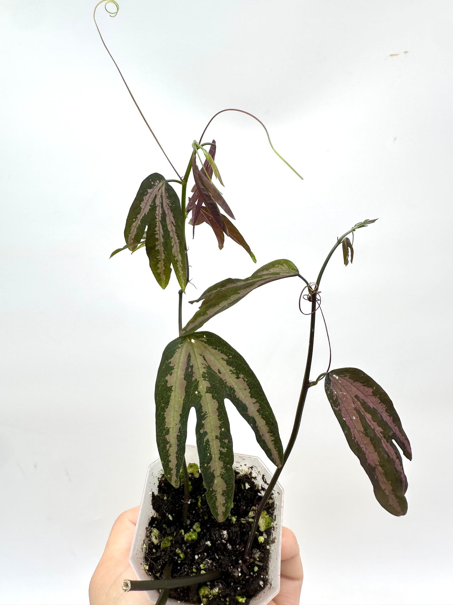 Passiflora Trifasciata purple