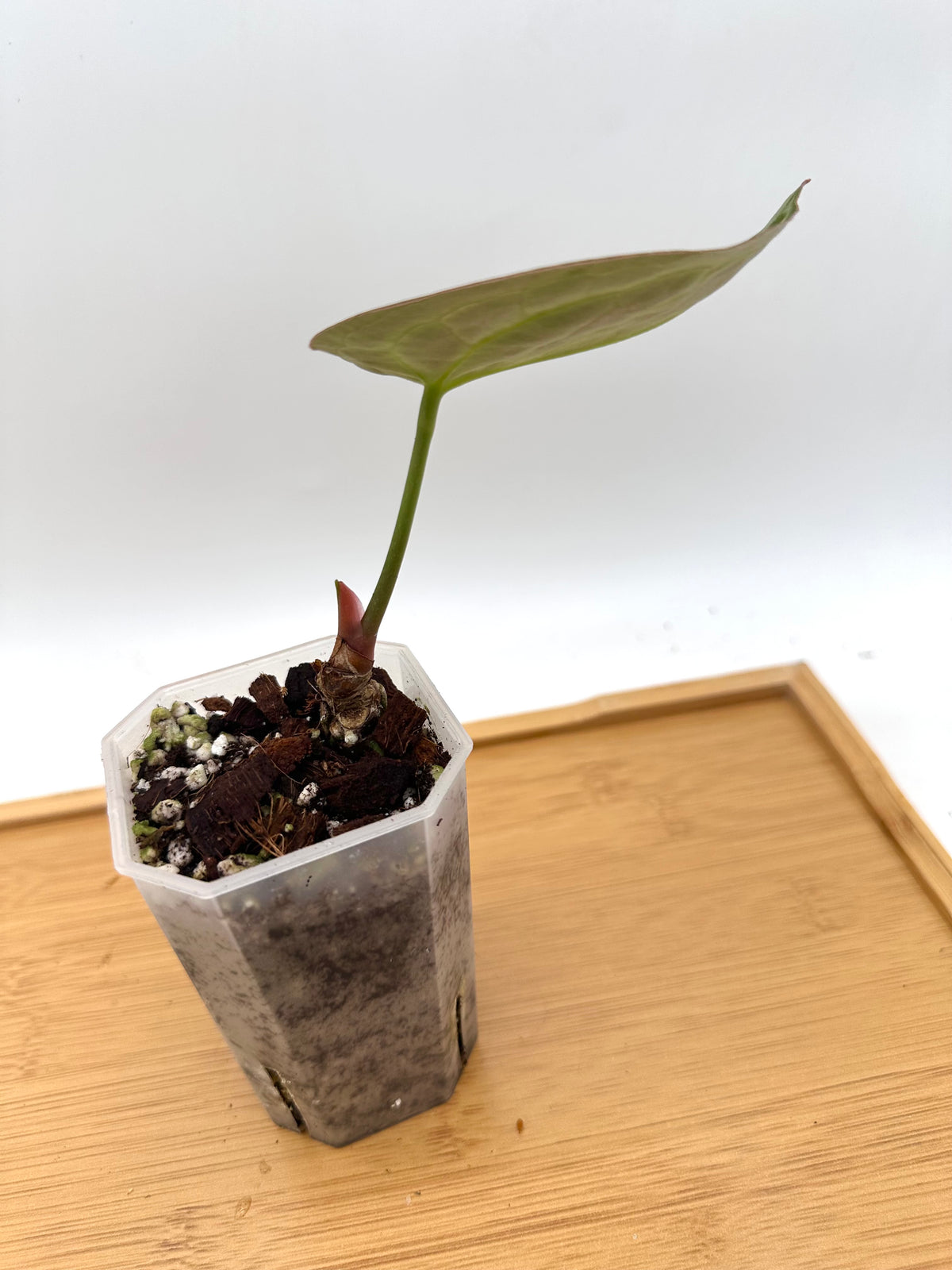 Anthurium Red Tiger