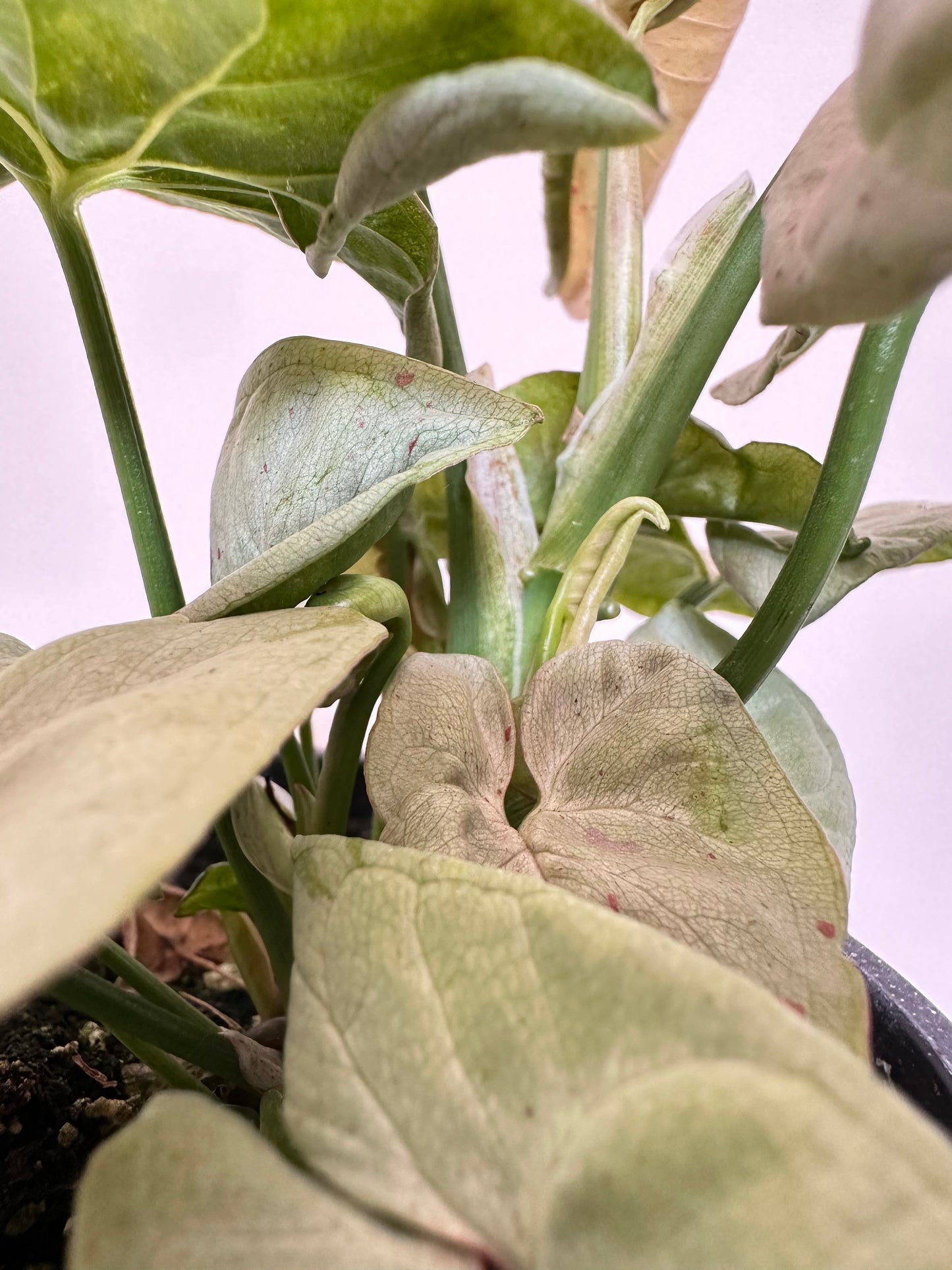 Syngonium Milk Confetii (4” Pot)