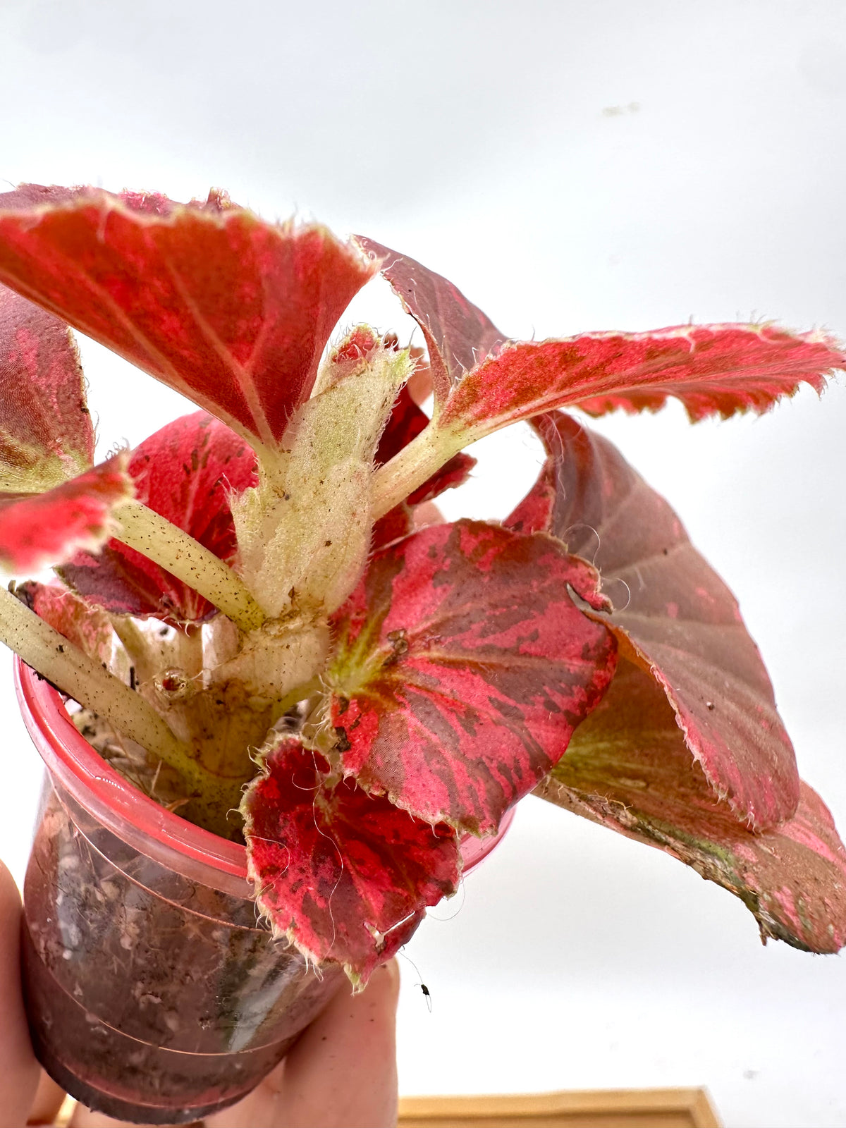 Begonia Semperflorens Red Variegated