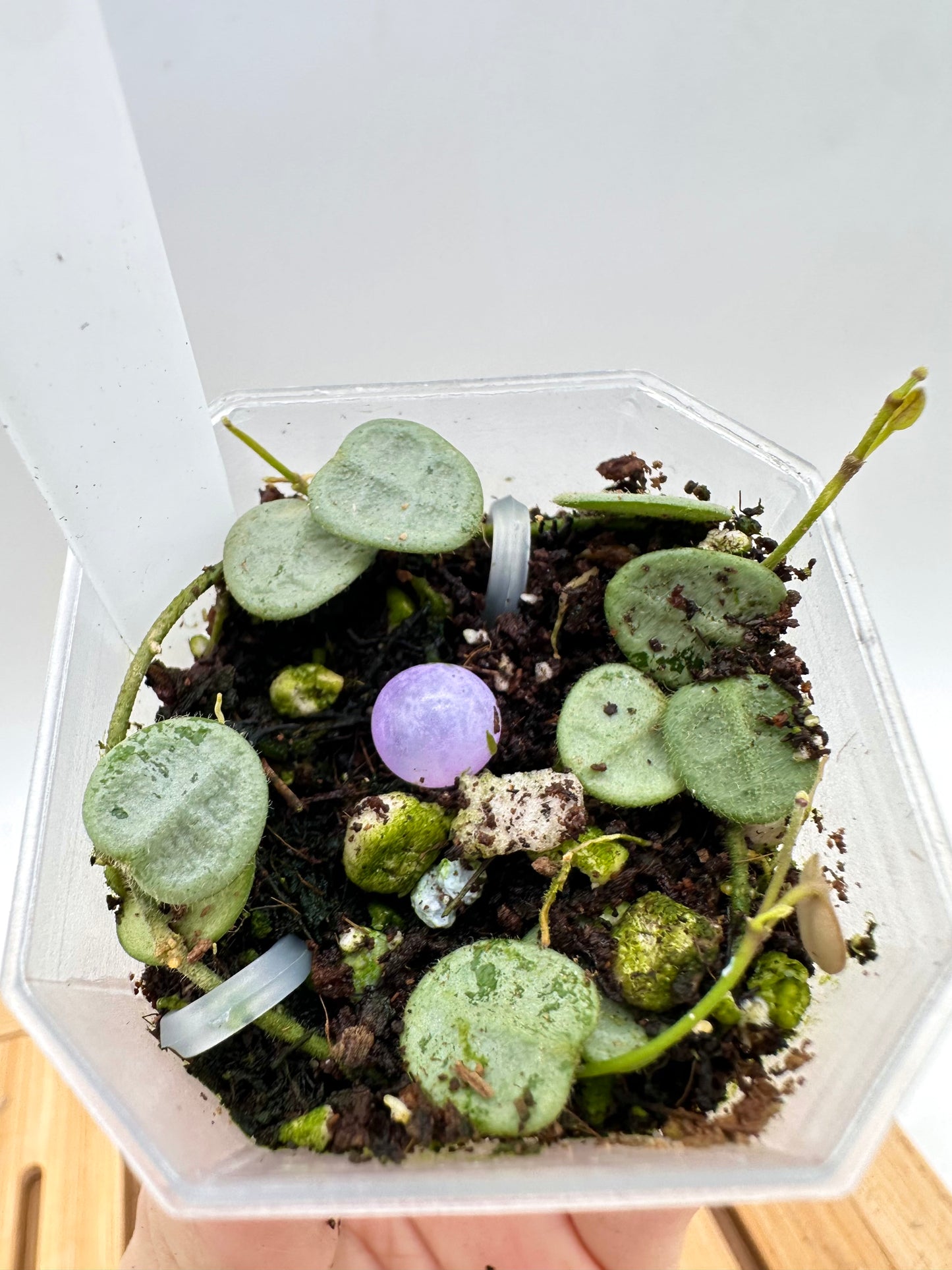 Hoya Serpens Silver - Multiple Growths