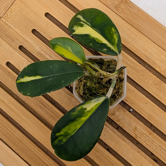 Hoya Diversifolia Maharini