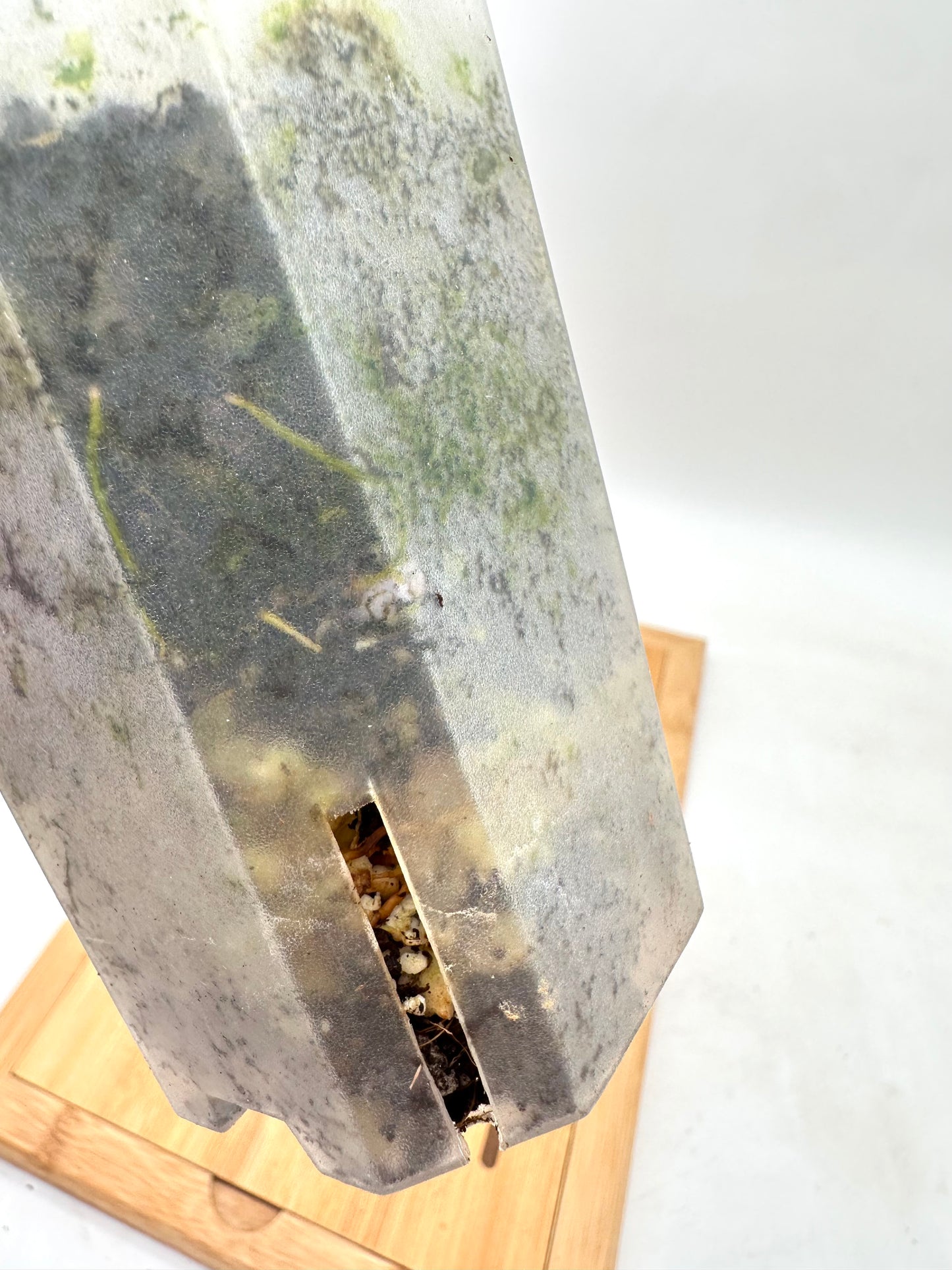Hoya Undulata Splash - 034