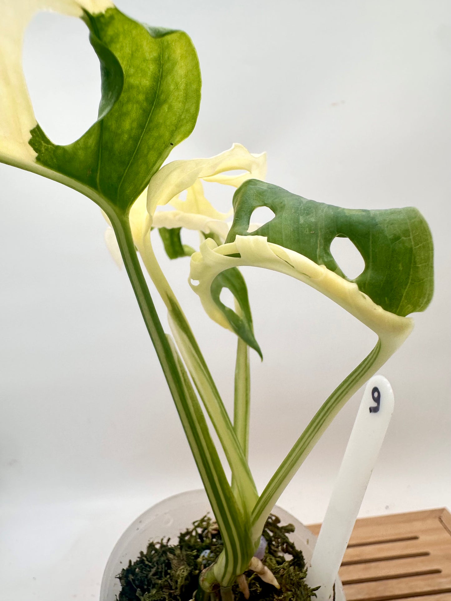 Monstera Adansonii Albo Variegated