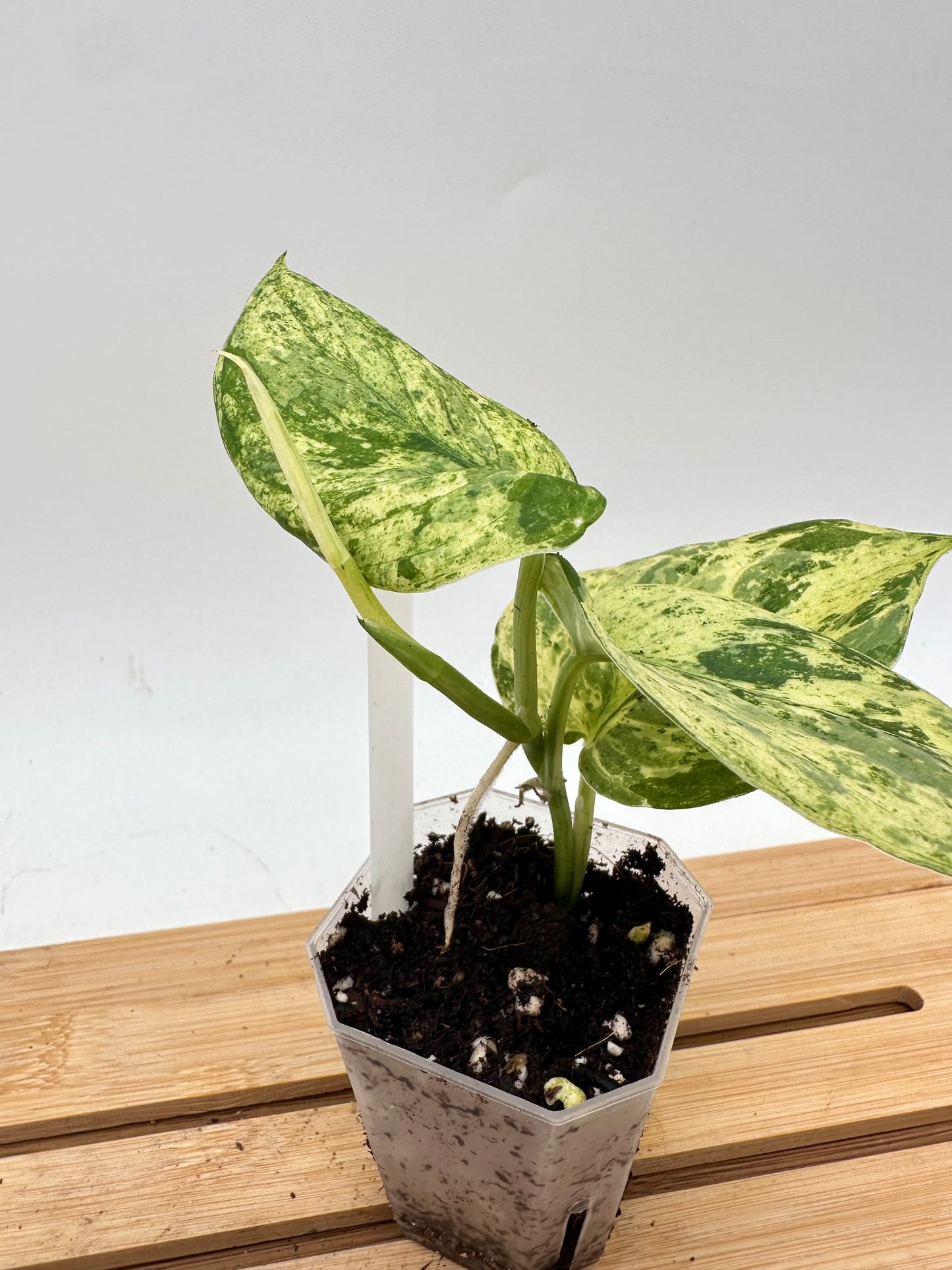 Scindapsus Halimoon