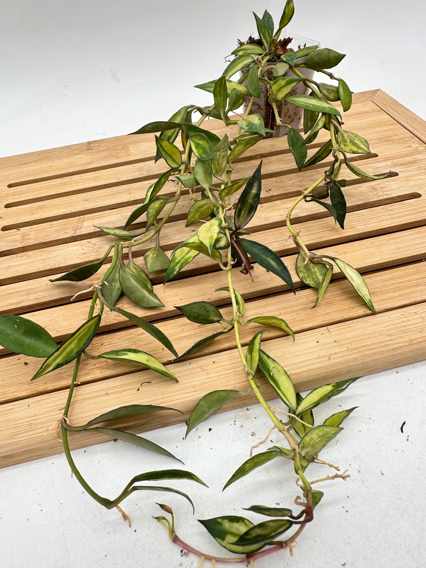 Hoya Lacunosa Variegated