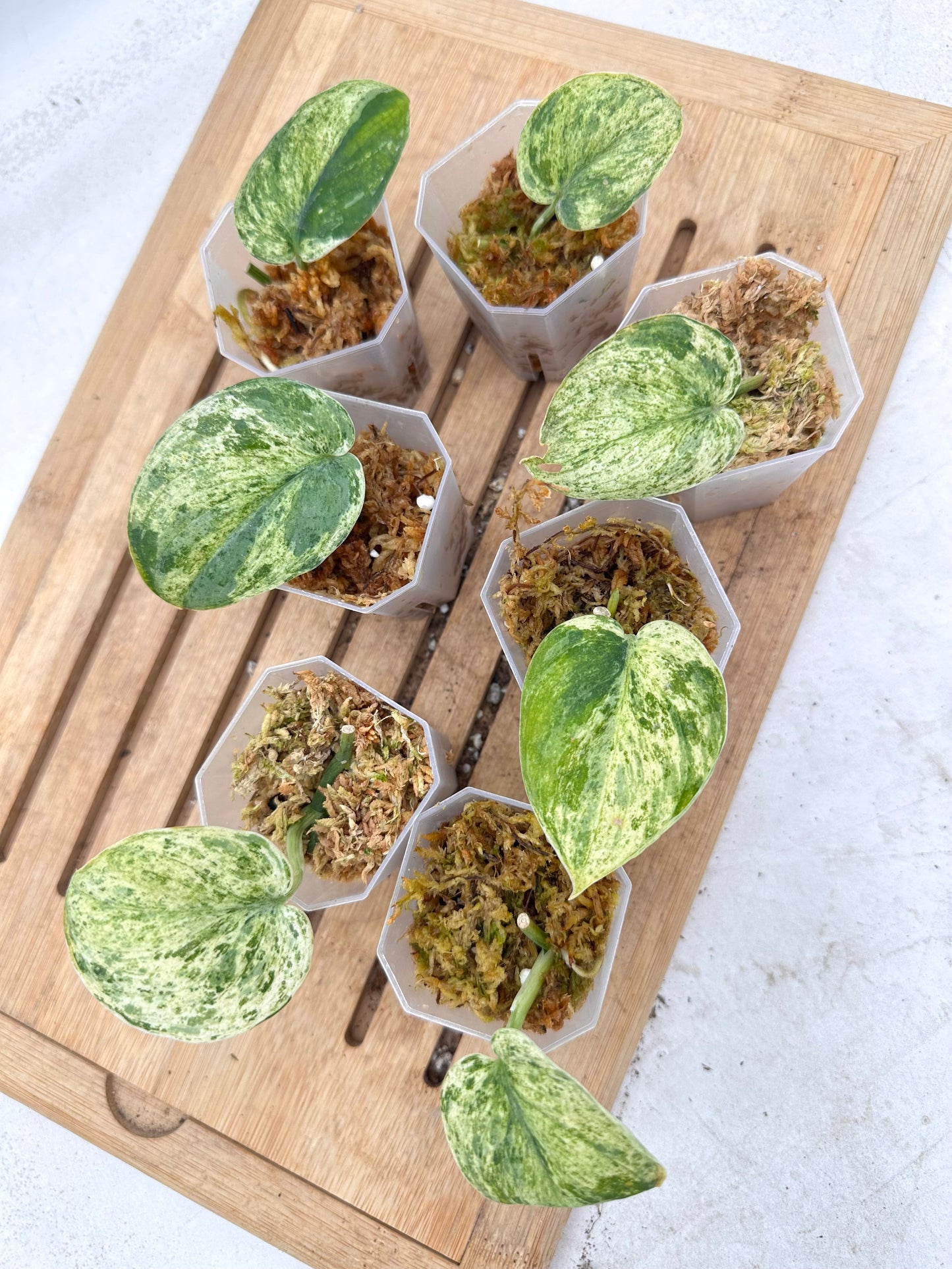 Scindapsus Halimoon Variegated - Clearance Sale 💚