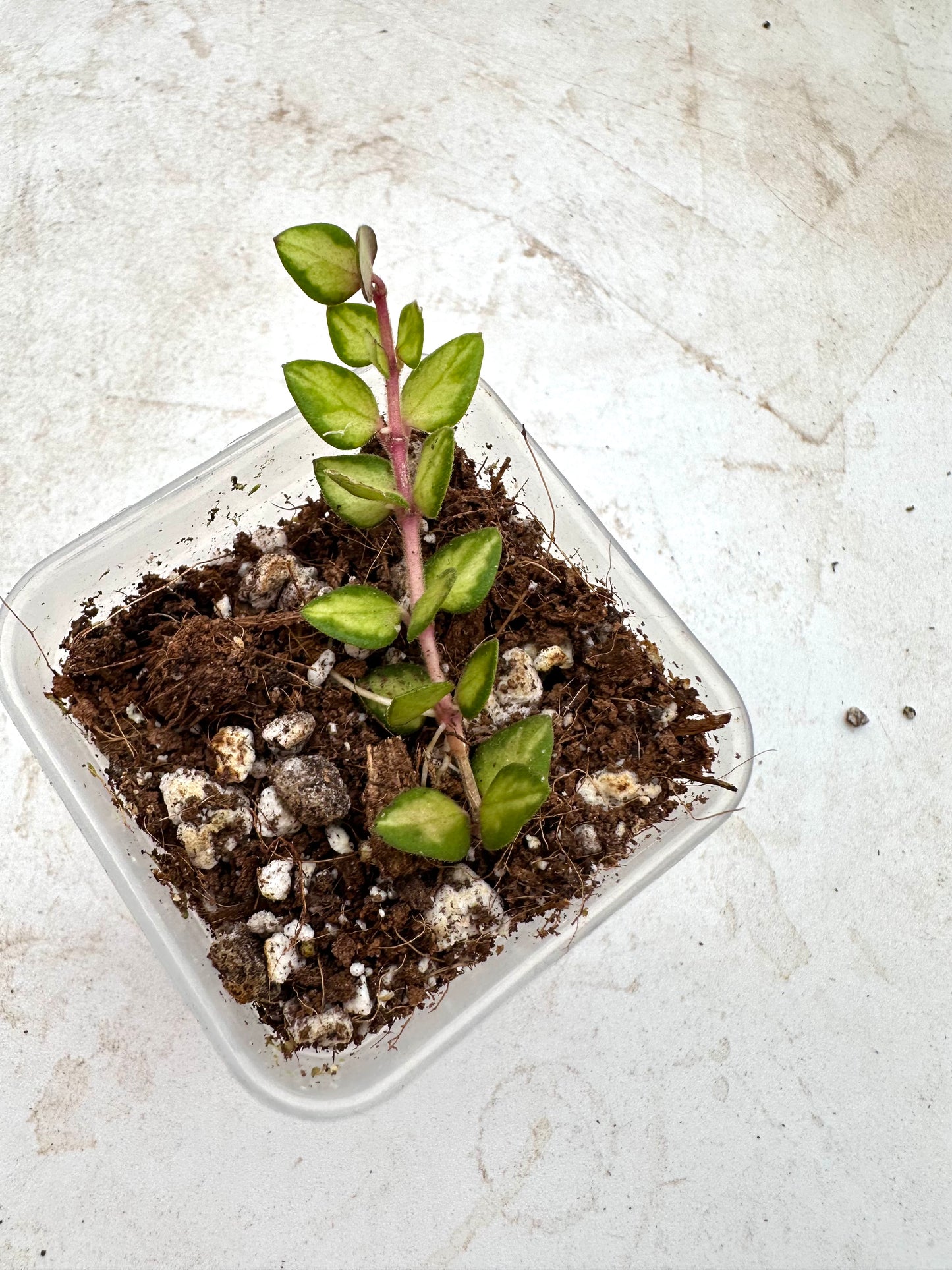Hoya Chinghungensis Variegated