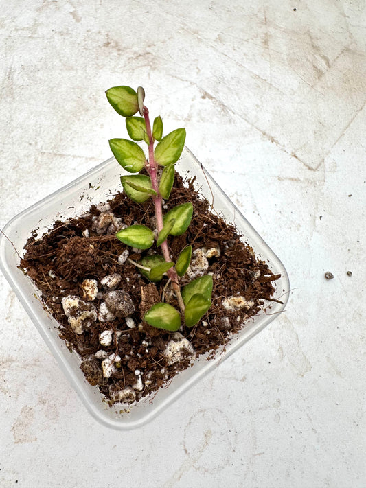 Hoya Chinghungensis Variegated