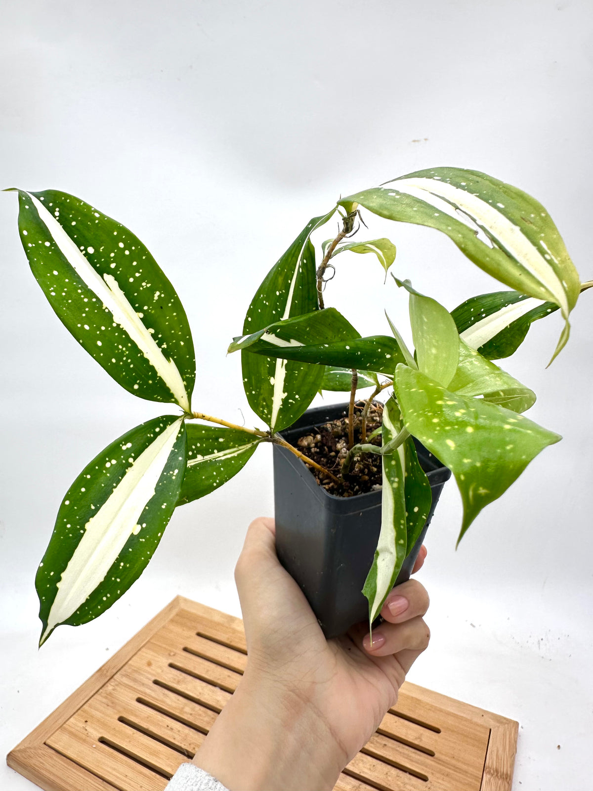 Dracaena ‘Milky Way’