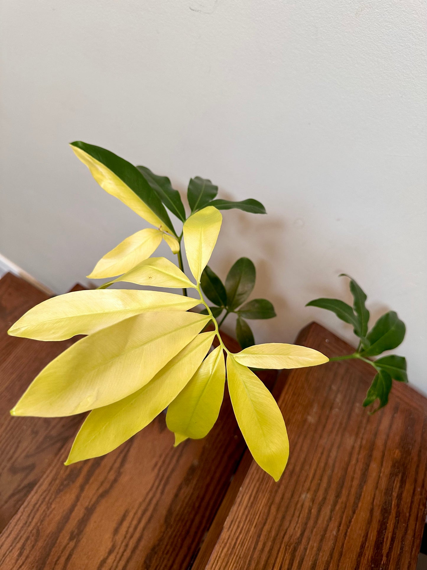 Philodendron Goeldii Variegated - Good Size