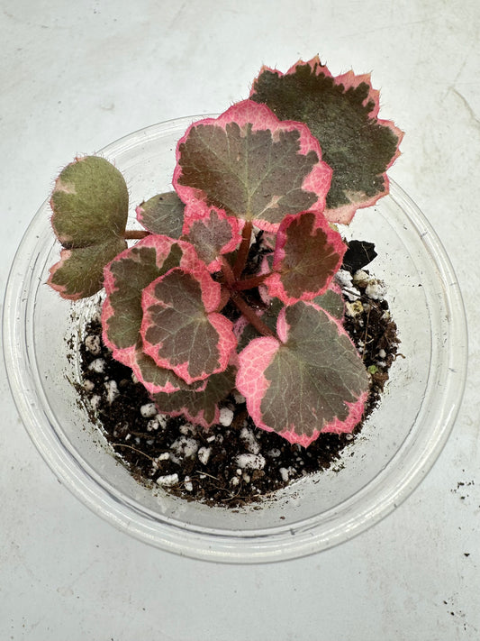 Begonia Strawberry Pink Variegated