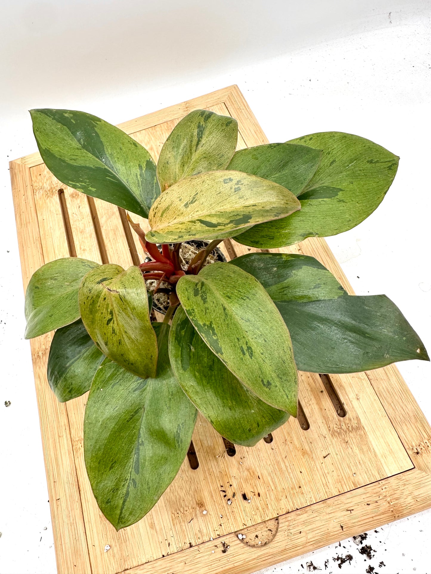 Black Friday Sales - Philodendron Red Congo Mint Variegated