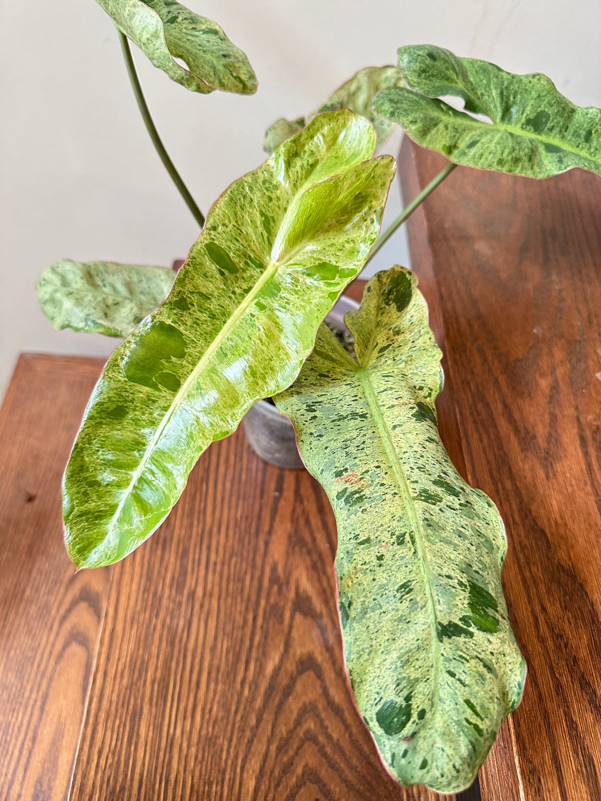 Philodendron Paraiso Verde (Reverted Aurea) - Size Large