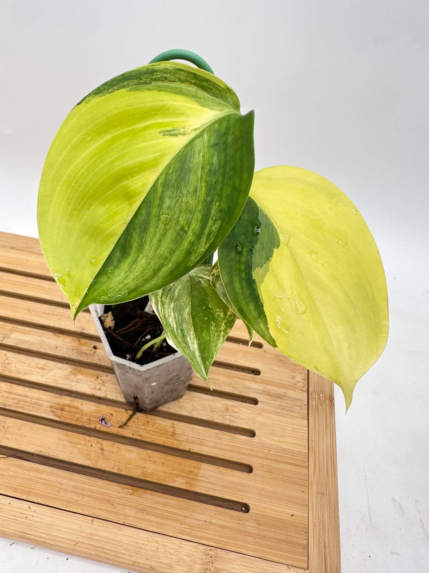 Scindapsus Blue Aurea Variegated