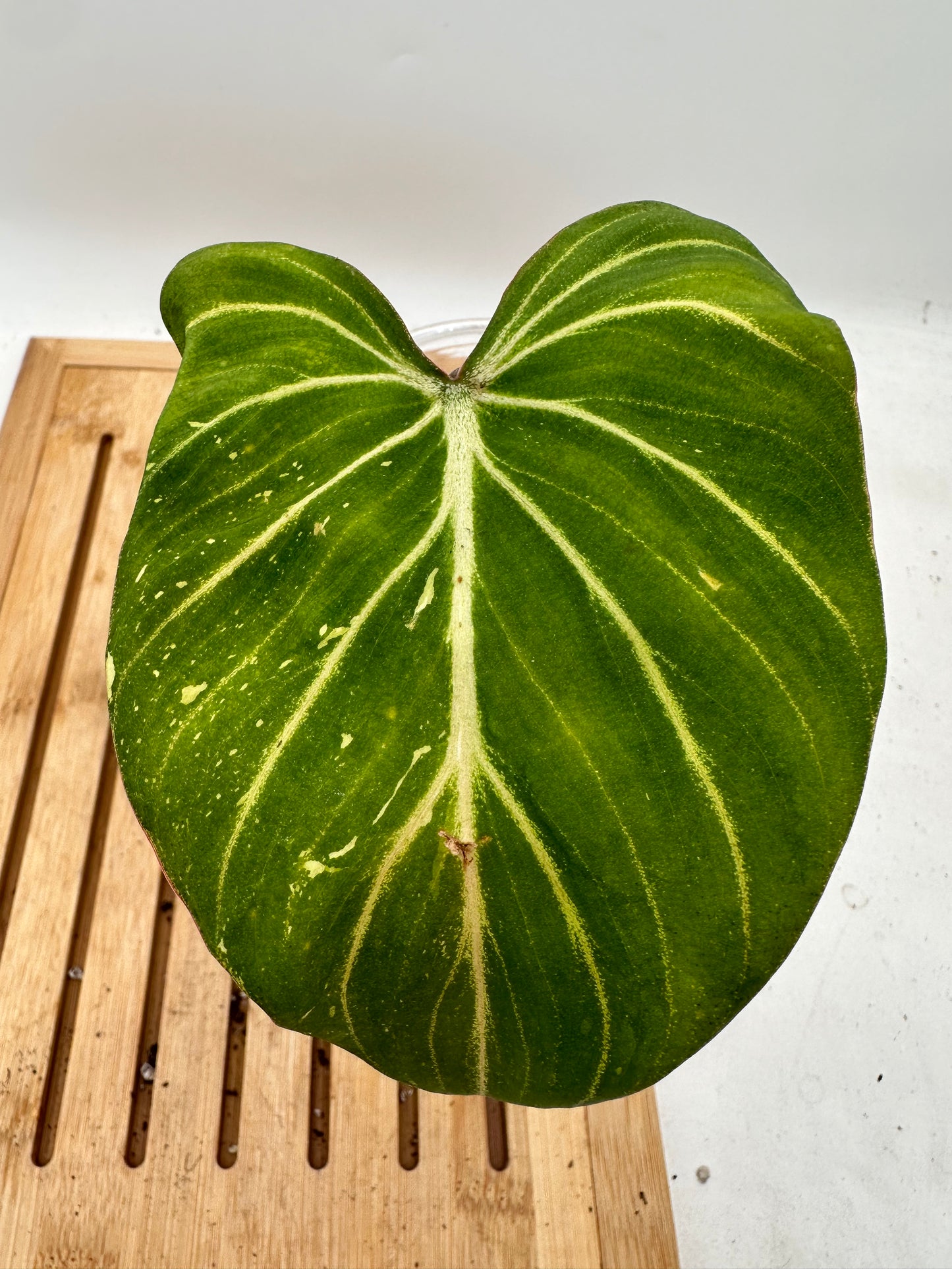 Philodendron Gloriosum Variegated (Low Var Galaxy)