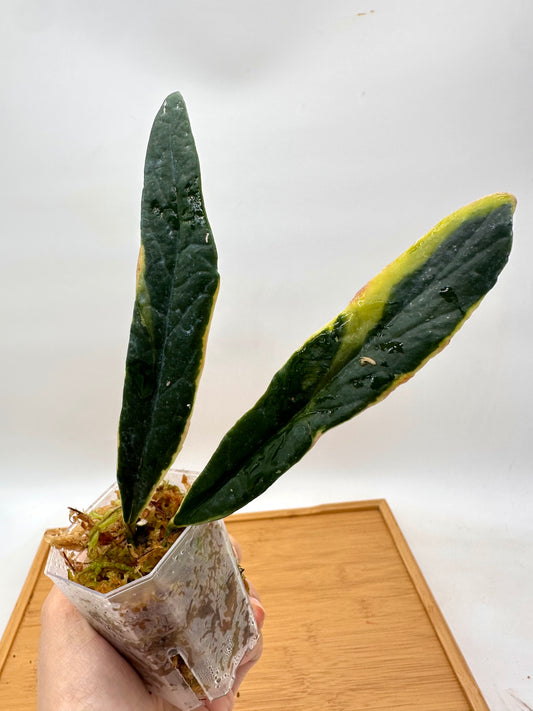 Hoya Sulawesiana Albomarginata