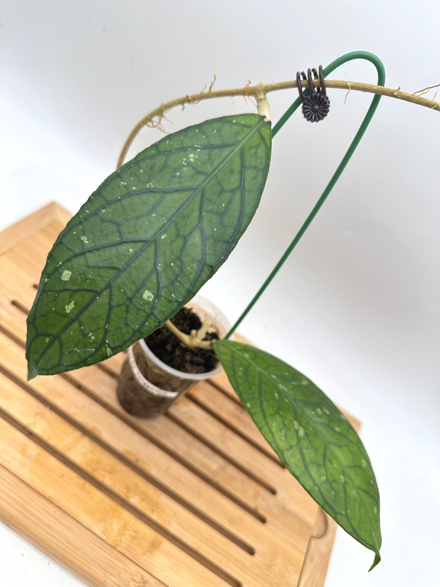 Hoya Sp. Tanggamus